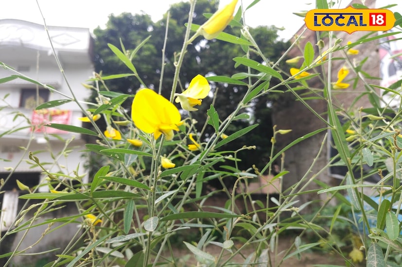 আয়ুর্বেদিক চিকিৎসক ডঃ বলেশ্বর শর্মার মতে, সূর্যমুখীর ফুল এবং পাতায় প্রচুর পরিমাণে অ্যান্টিঅক্সিডেন্ট, ক্যালসিয়াম, প্রোটিন, আয়রন, কার্বোহাইড্রেট এবং ভিটামিন রয়েছে। এগুলি শরীরের রোগ প্রতিরোধ ক্ষমতা বাড়াতে সাহায্য করে, সংক্রমণের ঝুঁকি কমায়।