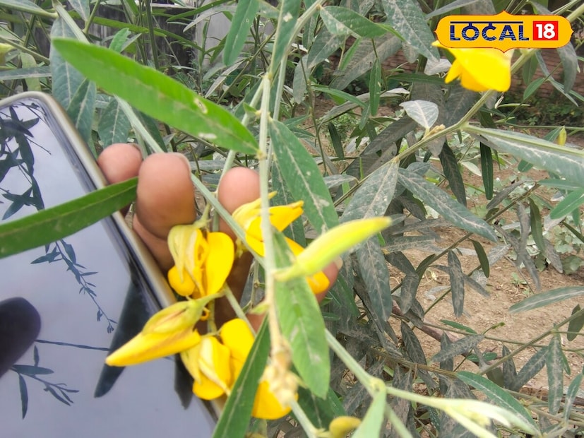 সুনাই শাক বা সূর্যমুখী শাক হল একটি মরশুমি পাতাযুক্ত সবজি যা অক্টোবর এবং নভেম্বর মাসে ক্ষেতে সহজেই পাওয়া যায়। এর ফুল এবং সবুজ পাতা দ্বারা এটি চিহ্নিত করা হয়, যা ঔষধি গুণে ভরপুর।