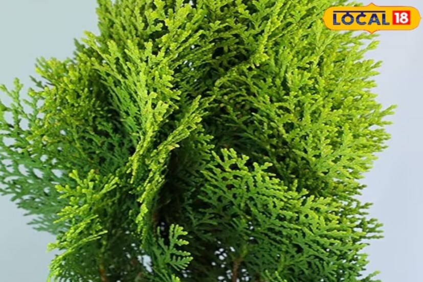 শুধু তা-ই নয়, ঝাউ গাছটি তার সুন্দর সবুজ পাতা এবং মৃদু সুবাস দিয়ে বাড়ির সৌন্দর্য বৃদ্ধি করে। লোকেরা প্রায়শই এটি প্রধান প্রবেশদ্বার, বারান্দা বা বাগানের কোণে লাগায়। এর পাতা থেকে নির্গত মৃদু সুবাস বাতাসকে বিশুদ্ধ করে এবং ইতিবাচক শক্তির পরিবেশ তৈরি করে। বাস্তুশাস্ত্র অনুসারে, এই গাছটি বাড়িতে সুখ, শান্তি এবং সৌভাগ্যও নিয়ে আসে।