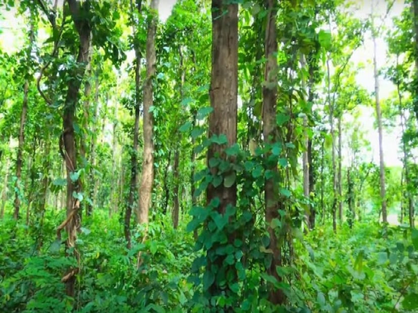 এলাকা স্থানীয় বাসিন্দাদের তরফ থেকে জানা যায় আজ থেকে প্রায় ৫০০ বছর পুরনো শ্রী শ্রী বাবা সিদ্ধিনাথের মন্দির। মন্দিরের ভেতরে গেলে দেখা যাবে বিশাল বড় আকারে একটি শিবলিঙ্গ রয়েছে প্রত্যেক দিন নিত্য পুজোর পাশাপাশি শ্রাবণ মাসে এবং শিবরাত্রির দিন কয়েক হাজার ভক্তের সমাগম। শ্রাবণ মাসে প্রত্যেক সোমবার কয়েক হাজার ভক্তদের খিচুড়ির প্রসাদ খাওয়ানো হয়। 