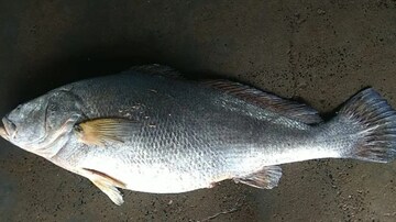 হইহই কাণ্ড, রবিবার সকালেই দিঘা মোহনায় লক্ষ লক্ষ টাকার মাছ! দেখতে ভিড় পর্যটকদের
