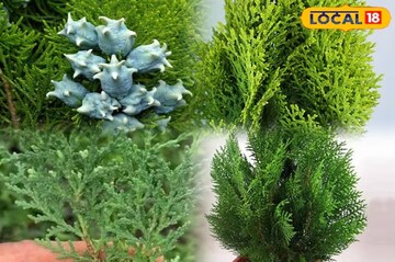 খারাপ শক্তি চলে যাবে,জীবনের সমস্ত ঝামেলা শেষ হয়ে যাবে,জেনে নিন টবে ঝাউ গাছ করার সহজ কায়দা