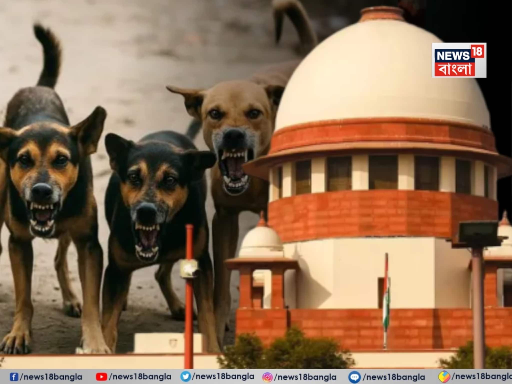 Supreme Court On Dogs: ‘মানুষের প্রতি নিষ্ঠুরতা কী হবে?’ পথকুকুরদের অত্যাচারে বিশ্বের কাছে লজ্জিত হতে হচ্ছে ভারতকে, সুপ্রিম কোর্টের বড় মন্তব্য
