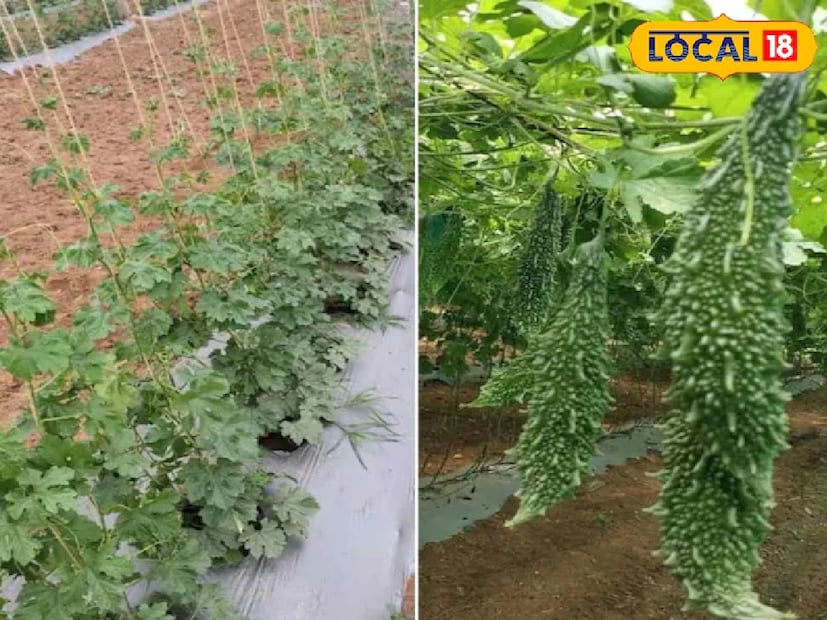 এই পরিস্থিতিতে প্রাকৃতিক সার মাটির উর্বরতা এবং মাইক্রোনিউট্রিয়েন্ট বৃদ্ধি করে। ছাগলের মল নাইট্রোজেন সমৃদ্ধ, অন্য দিকে, পচা গোবর মাটিকে হালকা এবং আর্দ্র করে তোলে। এটি গাছের শিকড়কে দ্রুত সক্রিয় করতে সাহায্য করে।