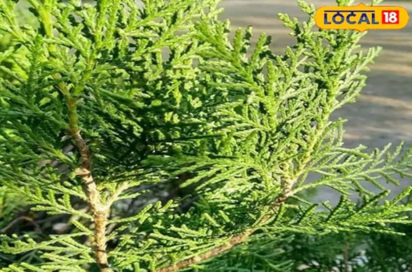 এই গাছটির যত্ন নেওয়াও খুব সহজ। এর জন্য খুব বেশি জলের প্রয়োজন হয় না এবং কম রোদেও ভাল জন্মায়। সপ্তাহে দুই থেকে তিনবার জল দেওয়া এবং হালকা রোদে রাখা যথেষ্ট। তাছাড়া, ঝাউ গাছ মশা এবং পোকামাকড় দূরে রাখে, যা ঘরের পরিবেশকে সুস্থ রাখে।