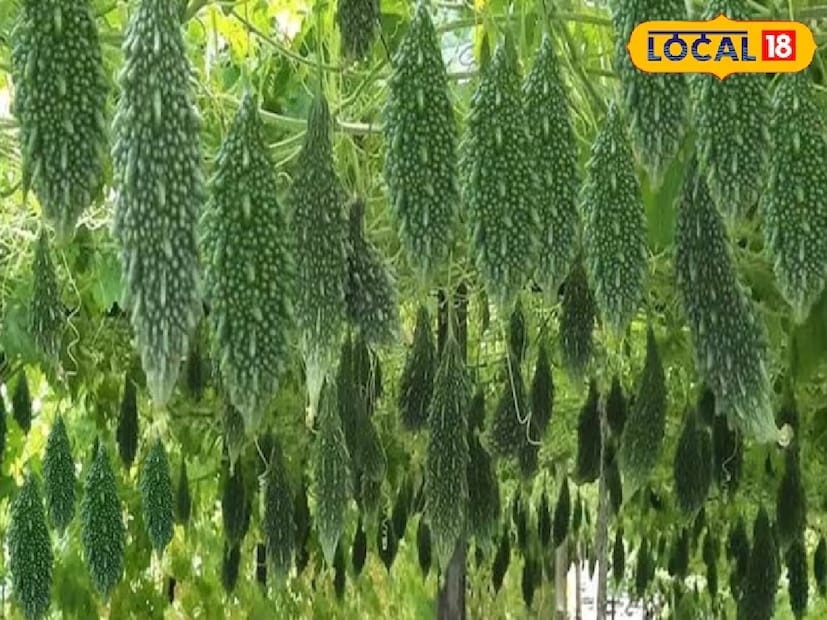 এই মিশ্রণটি তৈরি করতে তিনটি উপাদানই সমান পরিমাণে নিতে হবে। ভেজা-ভেজা পেস্ট তৈরি করে সব উপাদান ভালভাবে মিশিয়ে প্রতিটি গাছের গোড়ায় এক মুঠো লাগিয়ে দিতে হবে। সকালে এটি করতে হবে, যাতে আর্দ্রতা বেশিক্ষণ থাকে। দুই সপ্তাহের মধ্যে পরিবর্তন দেখতে পাওয়া যাবে: নতুন ডাল, ফুল এবং ছোট করলায় গাছ ভরে যাবে।