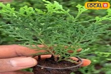 খারাপ শক্তি চলে যাবে,জীবনের সমস্ত ঝামেলা শেষ হয়ে যাবে,জেনে নিন টবে ঝাউ গাছ করার সহজ কায়দা