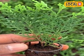 খারাপ শক্তি চলে যাবে,জীবনের সমস্ত ঝামেলা শেষ হয়ে যাবে,জেনে নিন টবে ঝাউ গাছ করার সহজ কায়দা