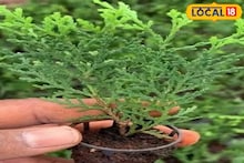 ঘরে অক্সিজেনের অভাব হবে না, খারাপ শক্তি চলে যাবে, জীবনের সমস্ত ঝামেলা শেষ হয়ে যাবে, জেনে নিন টবে ঝাউ গাছ করার সহজ কায়দা