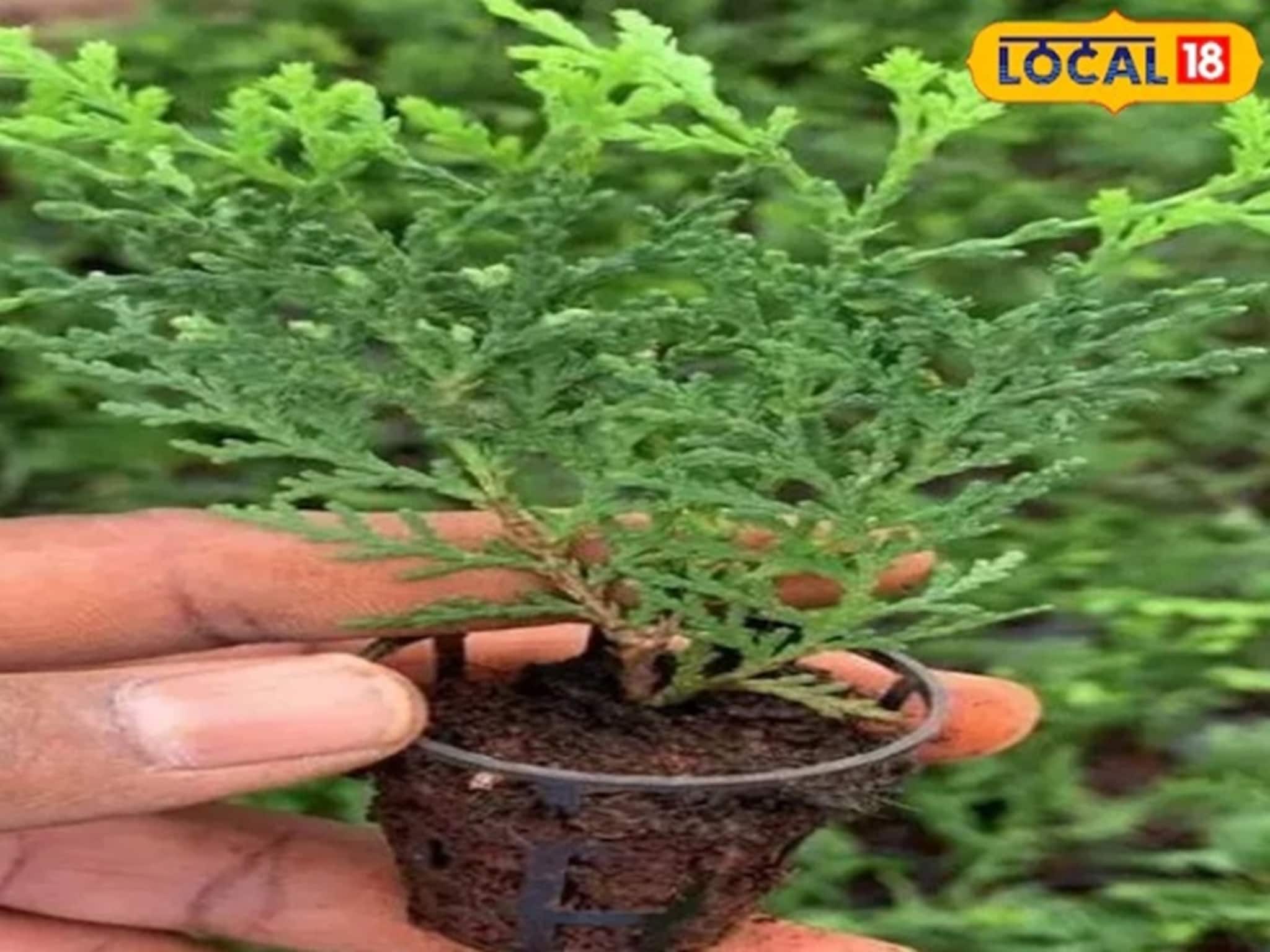 খারাপ শক্তি চলে যাবে,জীবনের সমস্ত ঝামেলা শেষ হয়ে যাবে,জেনে নিন টবে ঝাউ গাছ করার সহজ কায়দা খারাপ শক্তি চলে যাবে,জীবনের সমস্ত ঝামেলা শেষ হয়ে যাবে,জেনে নিন টবে ঝাউ গাছ করার সহজ কায়দা