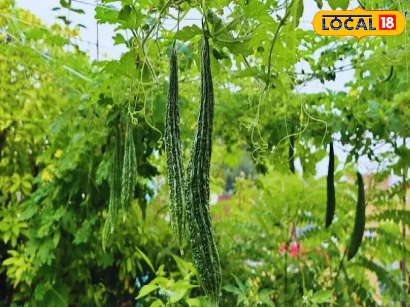 অনেক কৃষক এই দেশীয় পদ্ধতি গ্রহণ করে উল্লেখযোগ্য ফলাফল অর্জন করেছেন। কোনও রাসায়নিক সার বা কীটনাশক ছাড়াই করলার ফলন প্রায় ৫০% বৃদ্ধি পেয়েছে। এটি কেবল পরিবেশগতভাবে নিরাপদই নয়, বরং খুব সাশ্রয়ীও। তাই, পরের বার যখন করলা লতায় ফুল ফুটবে না, তখন এই তিনটি দেশীয় উপাদান যোগ করার চেষ্টা করতে হবে। তাহলেই সেই জমিতে ভাল ফলন দেখা যাবে।