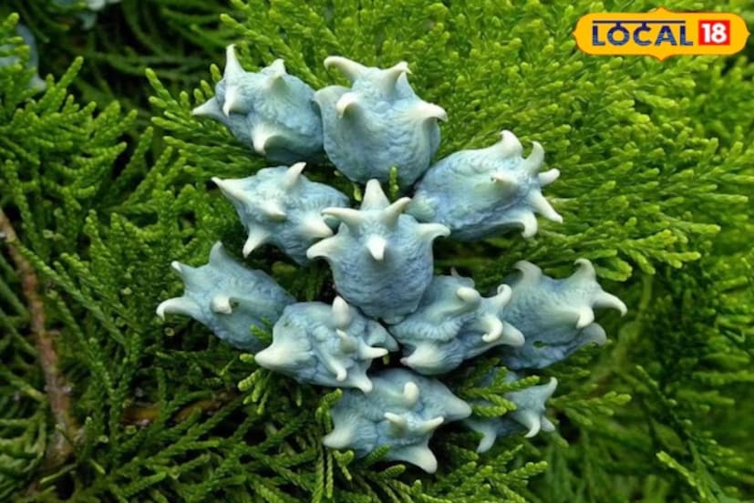 এই গাছটি বাগানপ্রেমীদের আকর্ষণের কেন্দ্রবিন্দু। কারণ এর আকৃতি ময়ূরের পালকের মতো, যে কারণে এটিকে ময়ূরপালক বলা হয়। নিয়মিত ছাঁটাই করলে এটি একটি সুন্দর আকার ধারণ করে এবং বাগান বা বাড়ির সীমানায় একটি দুর্দান্ত রূপ এনে দিতে পারে।কেউ যদি নিজেদের বাড়িকে সুন্দর, পরিষ্কার এবং ইতিবাচক করতে চায়, তাহলে ঝাউ গাছ লাগানোর কথা বিবেচনা করতে পারে। এটি কেবল স্বাস্থ্যের জন্যই উপকারী নয়, বরং বাড়িতে সুখ এবং শান্তির পরিবেশ বজায় রাখতেও সাহায্য করে।