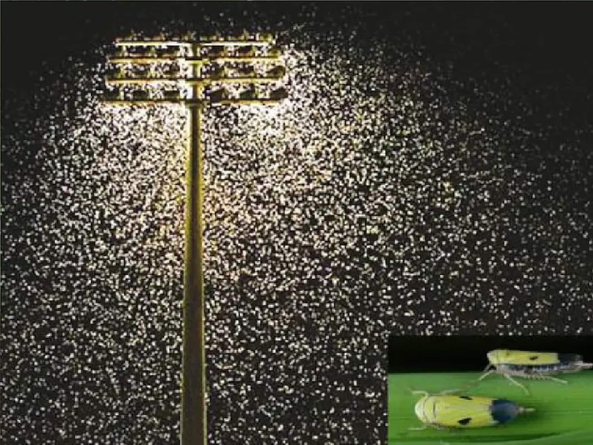 Knowledge Story: রাত নামলেই ঘরে ঢুকে বিরক্ত করে, আলো নিভলেই 'মৃত্যু' শ্যামাপোকার! কী খায় এই পোকা? জানলে চমকে যাবেন