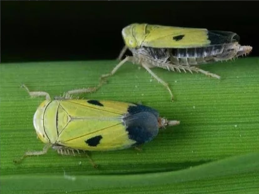 বছরের অন্য সময় এরা গাছের গোড়ায়, ধান গাছের পাতায় বা অন্য যে কোনও গাছে পাতায় পিউপা অবস্থায় থাকে এরা। হেমন্তের আবহাওয়ার বংশবিস্তার করে বেরিয়ে পড়ে।