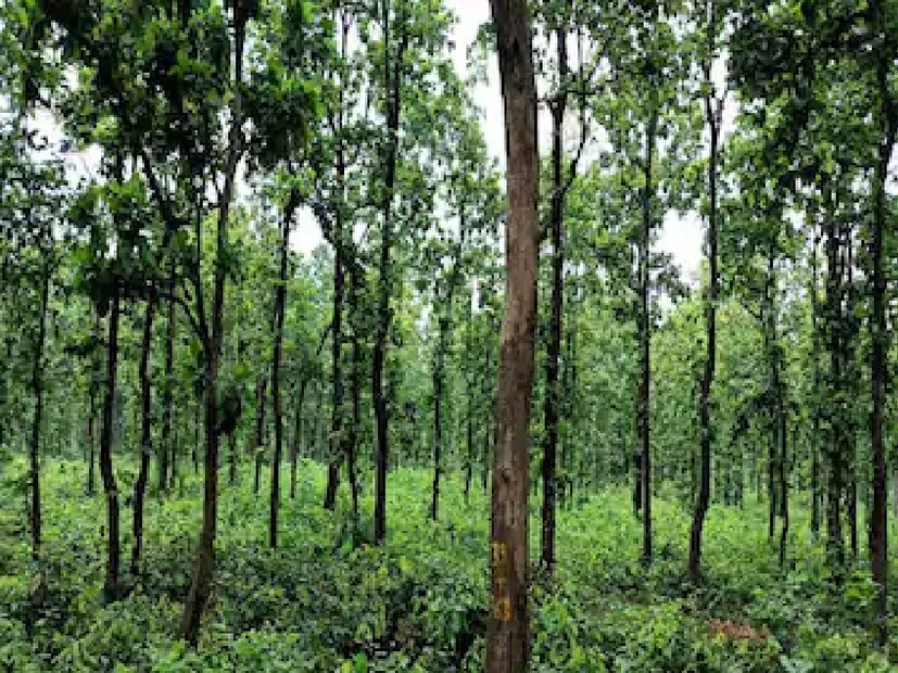 আর এই পুজোর ছুটিতে আপনি যদি প্ল্যান করে থাকেন যে বীরভূমের তারাপীঠ আসবেন তাহলে তারাপীঠের মা তারার মন্দির দর্শন করার পর আপনি চলে যেতে পারেন এই গভীর জঙ্গলে। যে জঙ্গলে গেলে আপনি সপরিবারে অনেকটা আনন্দে মেতে উঠতে পারবেন। আর এই বৃষ্টির দিনে এই জঙ্গলের রূপ যেন আরও কয়েকগুণ বেশি বৃদ্ধি পেয়ে যায়।