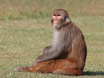 আতঙ্কিত গ্রামবাসীরা