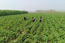 খড়, জল এবং ৫ কেজি ইউরিয়ার ব্যবহার, এই কৌশলে ক্ষেত ভরবে সোনার গমে, জেনে নিন এখনই