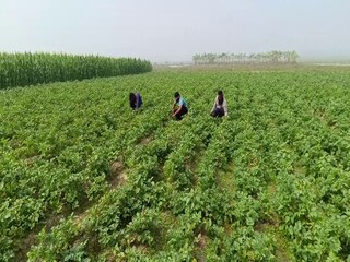 চাষ 
