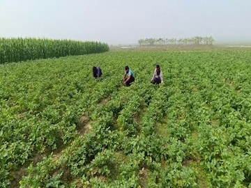 চাষ 