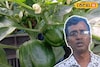 রবি ফসল চাষে আরও বাড়বে লাভ! শুধু মানতে হবে বিশেষজ্ঞের 'এই' কয়েকটি টিপস