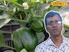 রবি ফসল চাষে আরও বাড়বে লাভ! শুধু মানতে হবে বিশেষজ্ঞের 'এই' কয়েকটি টিপস