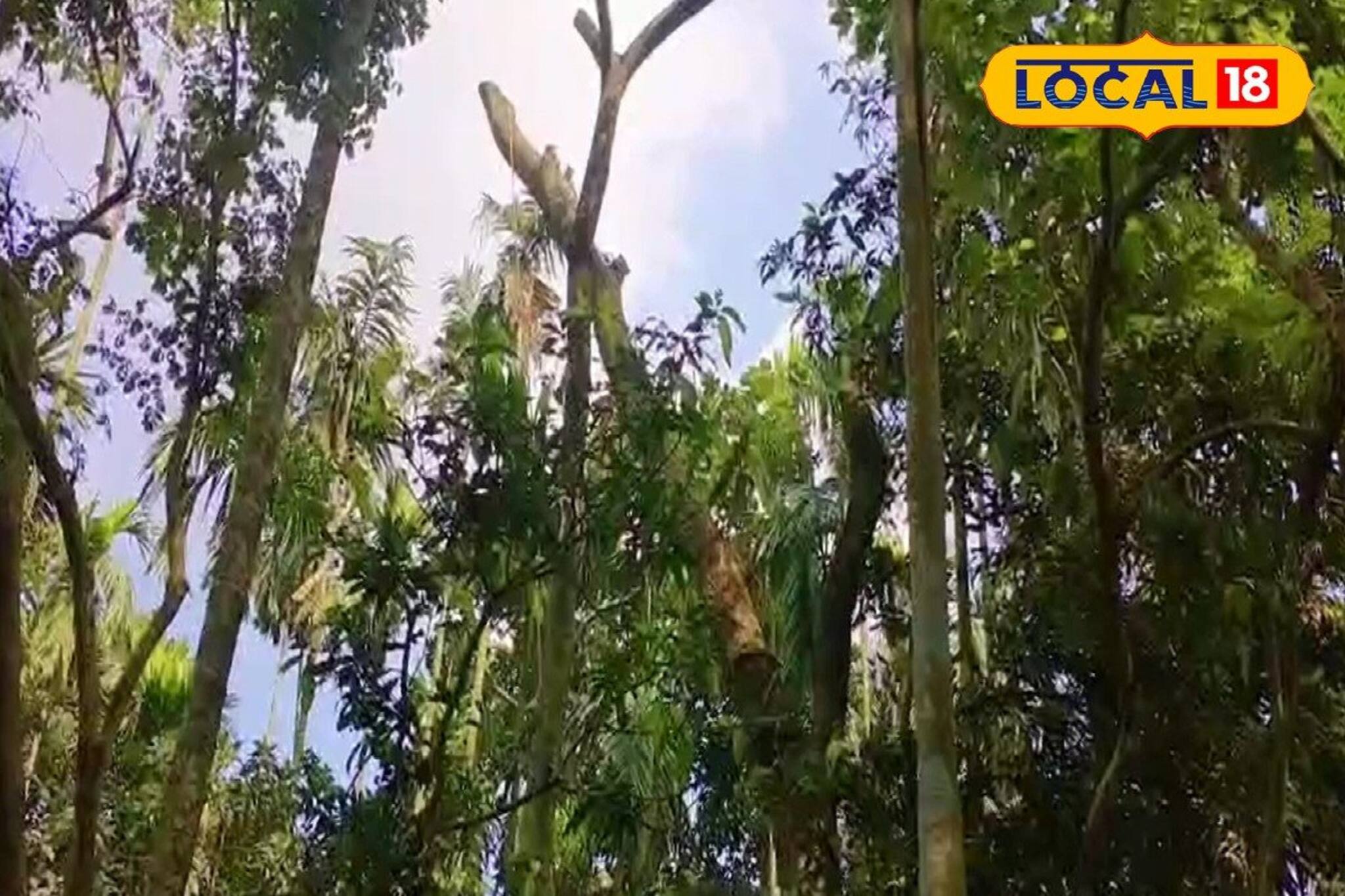 গাছ কাটতে উঠেছিলেন মগডালে! হঠাৎই গলায় এসে লাগল...! মুহূর্তে সব শেষ