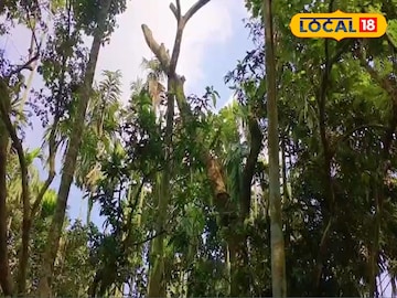 গাছ কাটতে গিয়ে শ্রমিকের  মৃত্যু