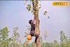 গাছে গাছে ঝোলানো হচ্ছে মাটির হাড়ি! শীতের আগে পাখিদের জন্য বিশাল আয়োজন