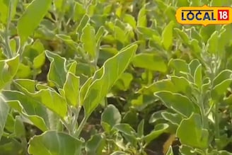 প্রতি কেজি ছাল ৮ টাকা, বীজ ৫০০০ টাকা এবং শিকড় ৫০,০০০ টাকা প্রতি কুইন্টাল, এই চাষে লাভ আছে