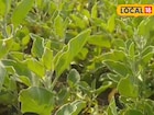প্রতি কেজি ছাল ৮ টাকা, বীজ ৫০০০ টাকা এবং শিকড় ৫০,০০০ টাকা প্রতি কুইন্টাল, এই চাষে লাভ আছে