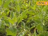 প্রতি কেজি ছাল ৮ টাকা, বীজ ৫০০০ টাকা এবং শিকড় ৫০,০০০ টাকা প্রতি কুইন্টাল, এই চাষে লাভ আছে