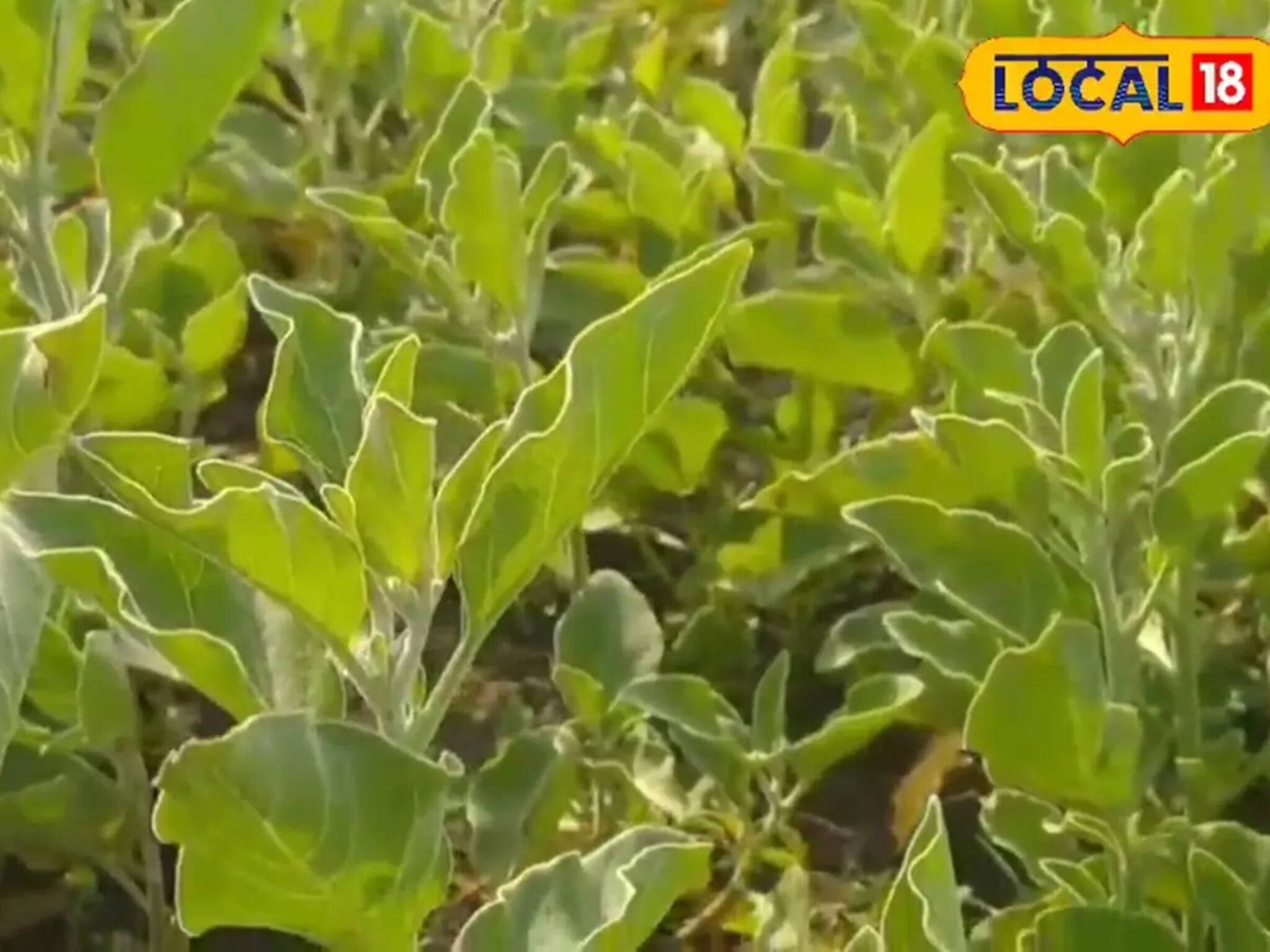 প্রতি কেজি ছাল ৮ টাকা, বীজ ৫০০০ টাকা এবং শিকড় ৫০,০০০ টাকা প্রতি কুইন্টাল, এই ফসল প্রথম চাষেই ধনী করে তুলবে ! খরচের ১০ গুণ লাভ দেবে