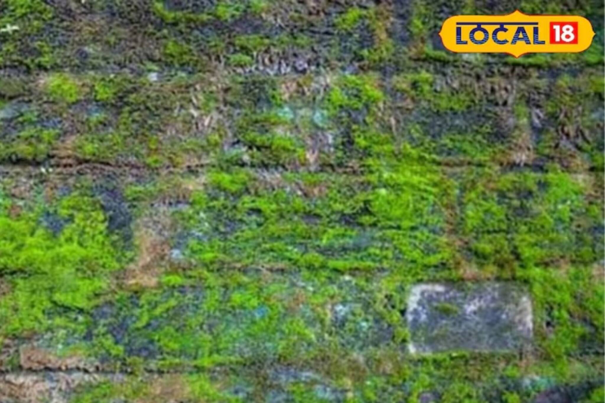 ৫ মিনিটের মধ্যে ঘরের শ্যাওলা দূর করুন, এই দুর্দান্ত টিপস মানলে দীপাবলিতে ঘরও আলো ছড়াবে