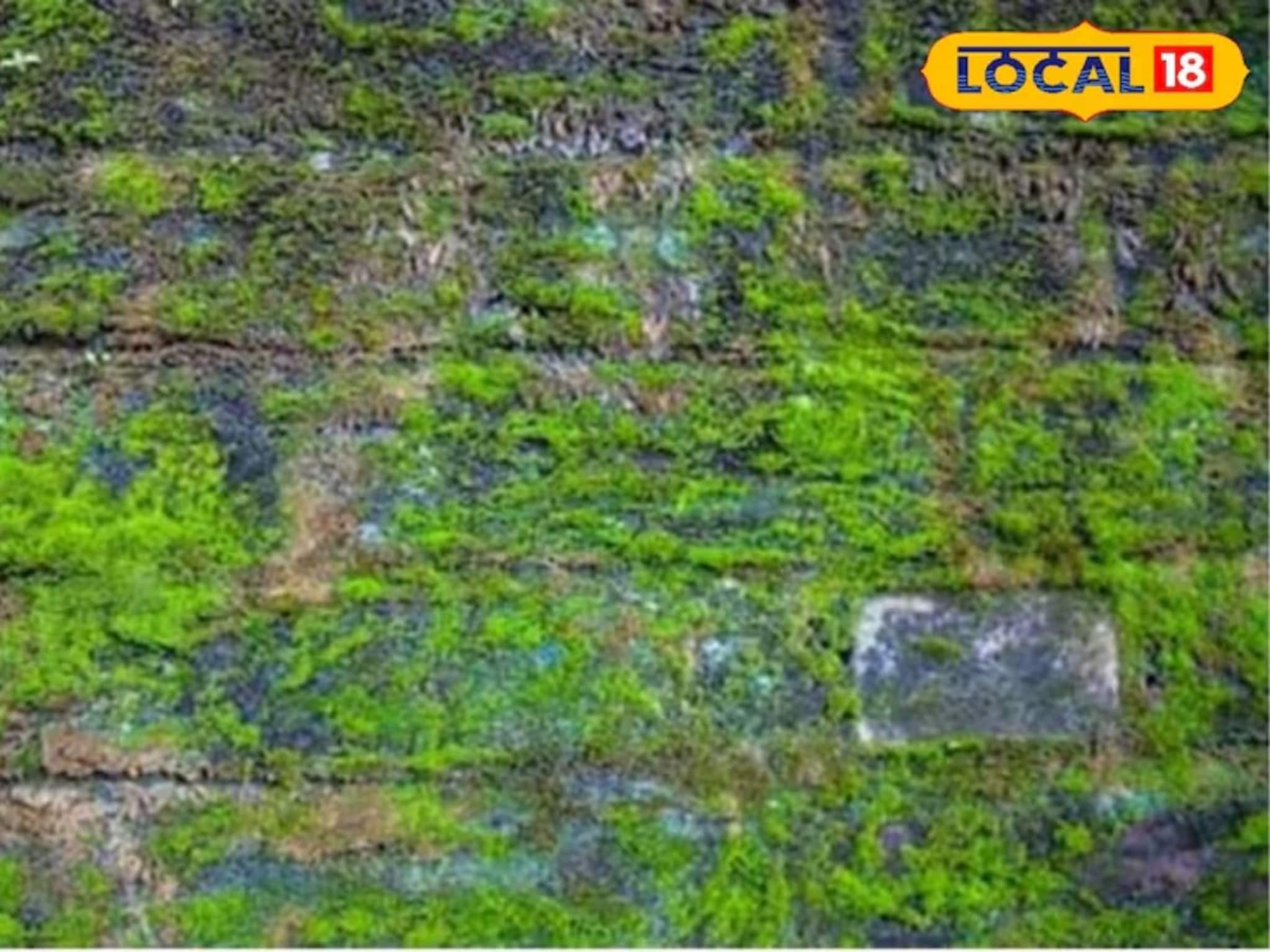 Moss Cleaning Tips: মাত্র ৫ মিনিটের মধ্যে ঘর বা উঠোনের শ্যাওলা দূর করুন, এই দুর্দান্ত টিপস মানলে দীপাবলিতে ঘরও আলো ছড়াবে