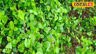 বারুইপুরে মৃতদেহ উদ্ধার বারুইপুরে মৃতদেহ উদ্ধার