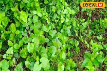 একাদশীর সকালে অজ্ঞাত পরিচয় যুবকের মৃতদেহ উদ্ধার! পাশে মদের বোতল, ছড়িয়ে ছিটিয়ে গ্লাস..! চাঞ্চল্য এলাকায়
