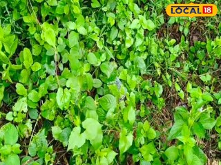 বারুইপুরে মৃতদেহ উদ্ধার