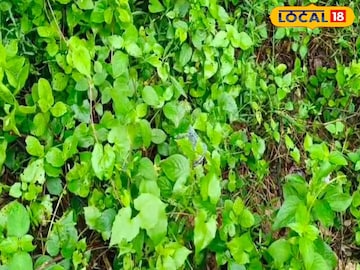 বারুইপুরে মৃতদেহ উদ্ধার