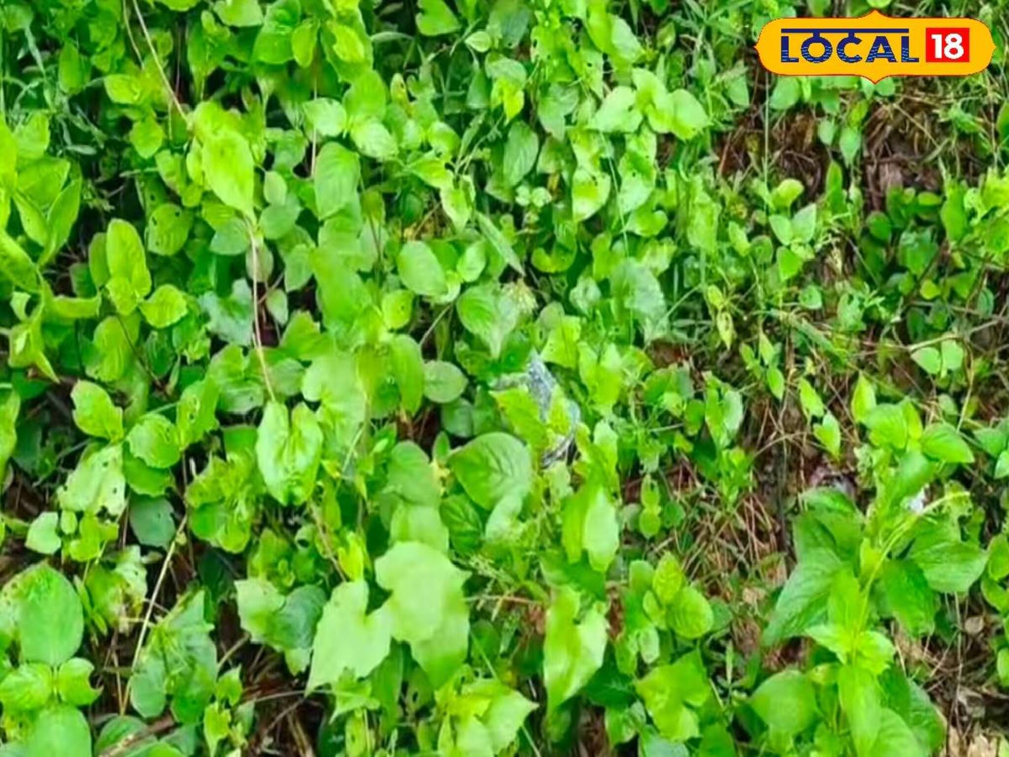 মদের বোতল, ছড়িয়ে ছিটিয়ে পড়ে গ্লাস..! একাদশীর সকালে অজ্ঞাত পরিচয় যুবকের মৃতদেহ উদ্ধার