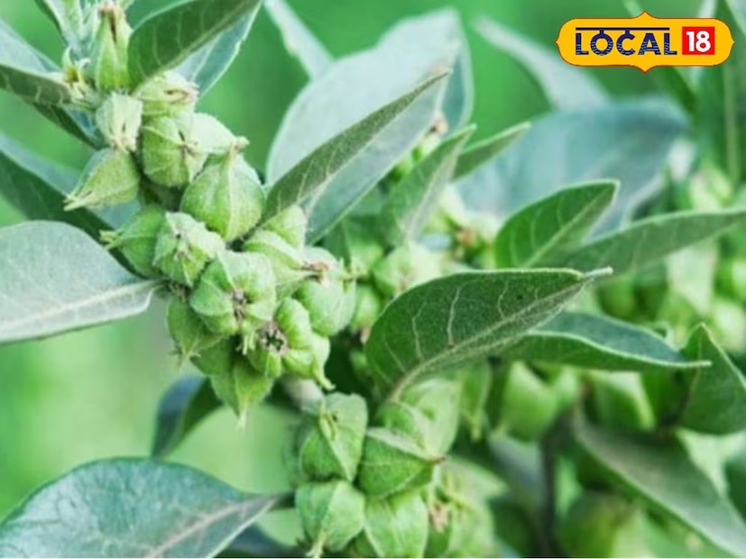 অক্টোবর মাসে এটি বপন করা হয়, তাই কৃষকরা ইতিমধ্যেই তাঁদের ক্ষেত প্রস্তুত করছেন। রাহলি রাজওয়াসের কৃষক প্রশান্ত প্যাটেল গত দুই বছর ধরে অশ্বগন্ধা চাষ করছেন এবং অন্যান্য কৃষকদের বিনামূল্যে তথ্য প্রদান করেন। তিনি ব্যাখ্যা করেন যে বীজ বপনের আগে গভীর ভাবে মাটি খোঁড়া এবং ক্ষেত সমতল করা অপরিহার্য। এর পর, মাটি আলগা করার জন্য কয়েক দিনের জন্য ক্ষেতটি খালি ফেলে রেখে দিতে হয়।