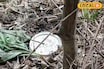 মুর্শিদাবাদে ফের বোমা বিস্ফোরণ! মৃত্যু, উদ্ধার প্রচুর পরিমাণে তাজা বোমা