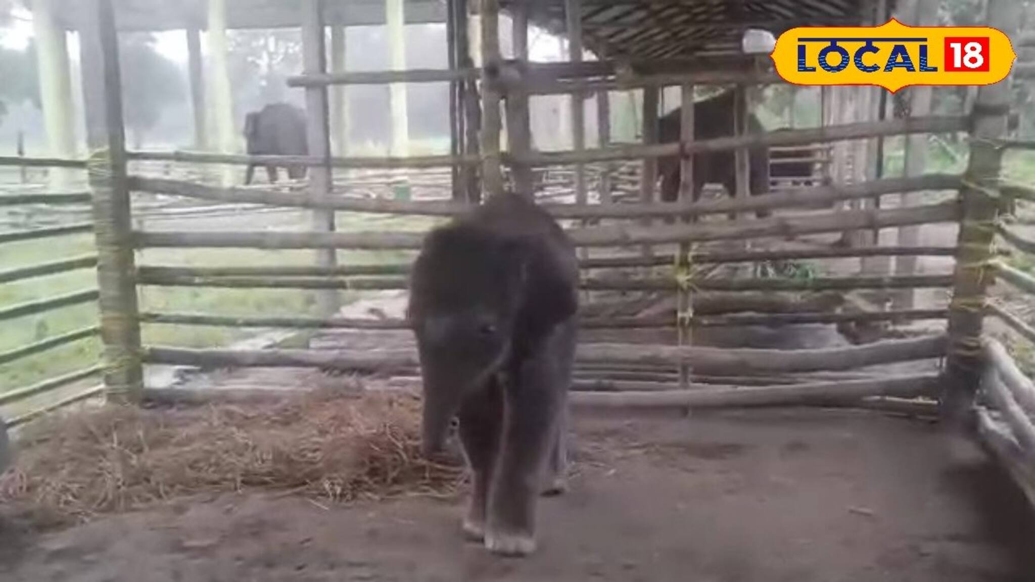 কপালজোরে বেঁচেছে তাই নাম...! জলদাপাড়ার নতুন সদস্যের নামকরণ মুখ্যমন্ত্রীর