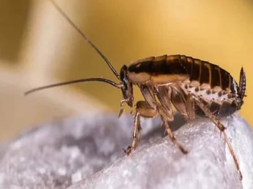 তাই এই পোকা এখন একটি বিশাল শিল্পে পরিণত হচ্ছে। বিশেষ করে চিন এবং আফ্রিকার কিছু দেশ এই ক্ষেত্রে সবচেয়ে এগিয়ে। চিনে আরশোলা পালনের জন্য বিশেষভাবে খামার রয়েছে। আফ্রিকায় মানুষ আরশোলা সরাসরি খাদ্য হিসেবে খায়। বিশ্ব ব্যাঙ্কের মতে, আরশোলা পালন আফ্রিকা মহাদেশে ক্ষুধা, দারিদ্র্য এবং পরিবেশগত সঙ্কটের মতো সমস্যার সমাধান হতে পারে। কারণ তাদের লালন-পালনের জন্য বড় জায়গা, জল বা ব্যয়বহুল খাবারের প্রয়োজন হয় না। (Representative Image)