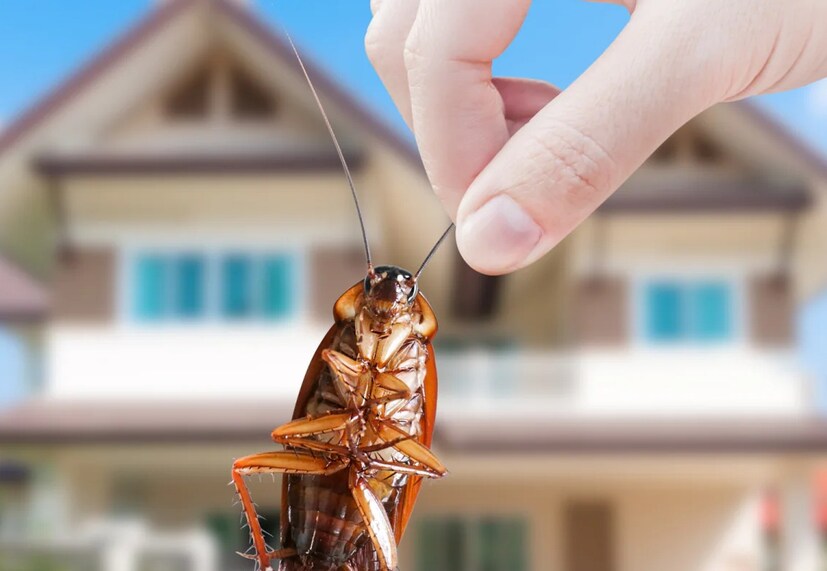 আরশোলা প্রোটিন, ভিটামিন বি১২, আয়রন এবং ম্যাগনেসিয়ামের মতো অনেক পুষ্টিতে সমৃদ্ধ। একটি আরশোলায় প্রায় ৬০-৭০ শতাংশ প্রোটিন থাকে। এই কারণে আফ্রিকার অপুষ্টিতে ভোগা মানুষের জন্য আরশোলা প্রধান খাদ্য উৎস হয়ে উঠছে। বর্তমানে, সেখানকার প্রায় ২০ শতাংশ মানুষ আরশোলা খাদ্য হিসেবে খায়। এটি কেবল মানুষের জন্যই নয়, প্রাণীদের জন্যও খুবই উপকারী। শূকর, ছাগল, মাছ এবং মুরগির মতো প্রাণীদের মোট প্রোটিনের চাহিদার ১৪ শতাংশ আরশোলা সরবরাহ করে। অতএব, পশুখাদ্য উৎপাদন শিল্পেও তাদের ব্যাপক চাহিদা রয়েছে। (Representative Image)