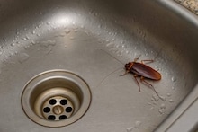 বাড়িতে আরশোলা থাকলে সুখবর ! আপনি কি জানেন ১ কেজি আরশোলার দাম কত? ভাবতেও পারবেন না অঙ্কটা