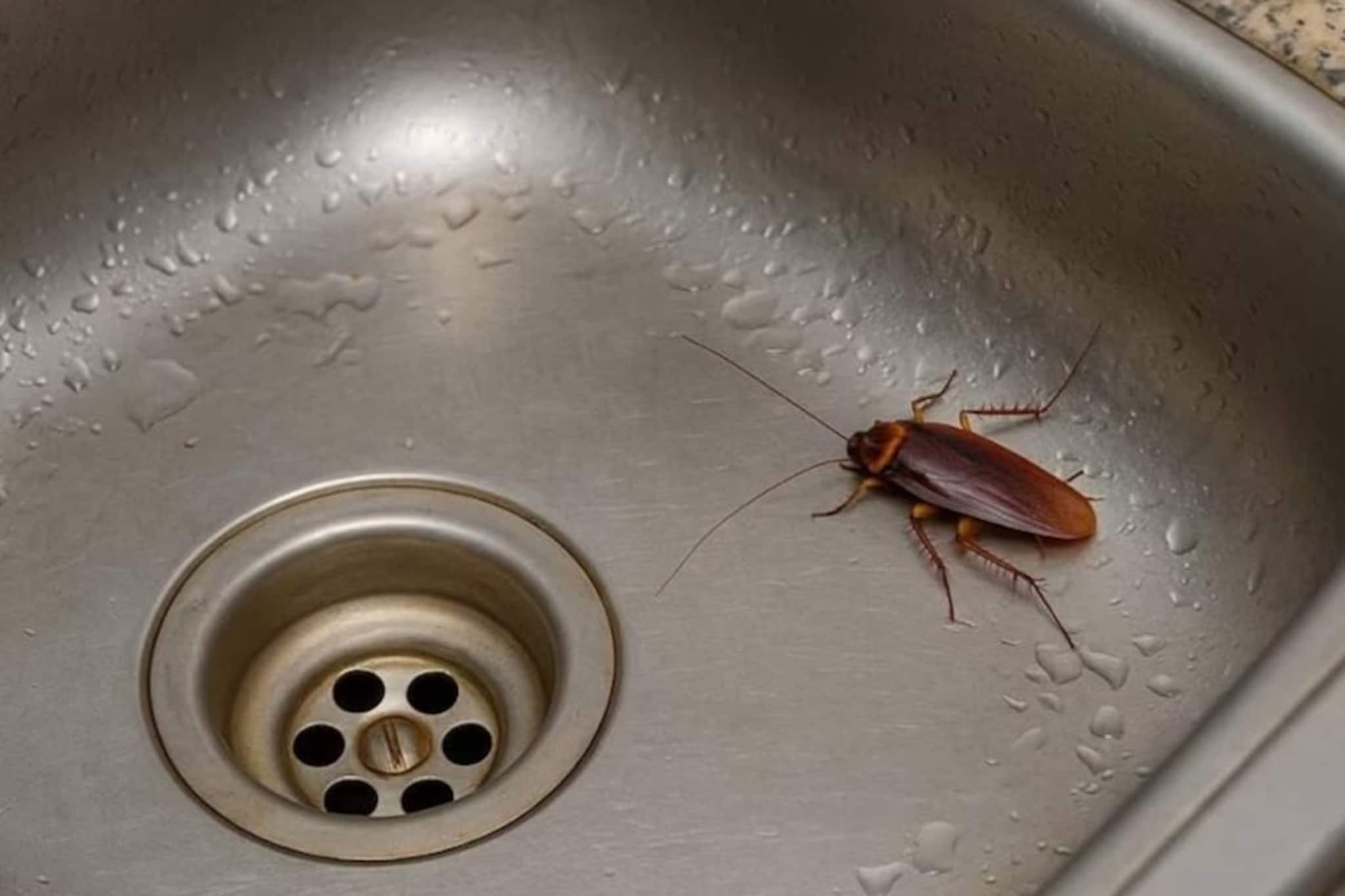 Cockroaches: বাড়িতে আরশোলা থাকলে সুখবর ! আপনি কি জানেন ১ কেজি আরশোলার দাম কত? ভাবতেও পারবেন না অঙ্কটা
