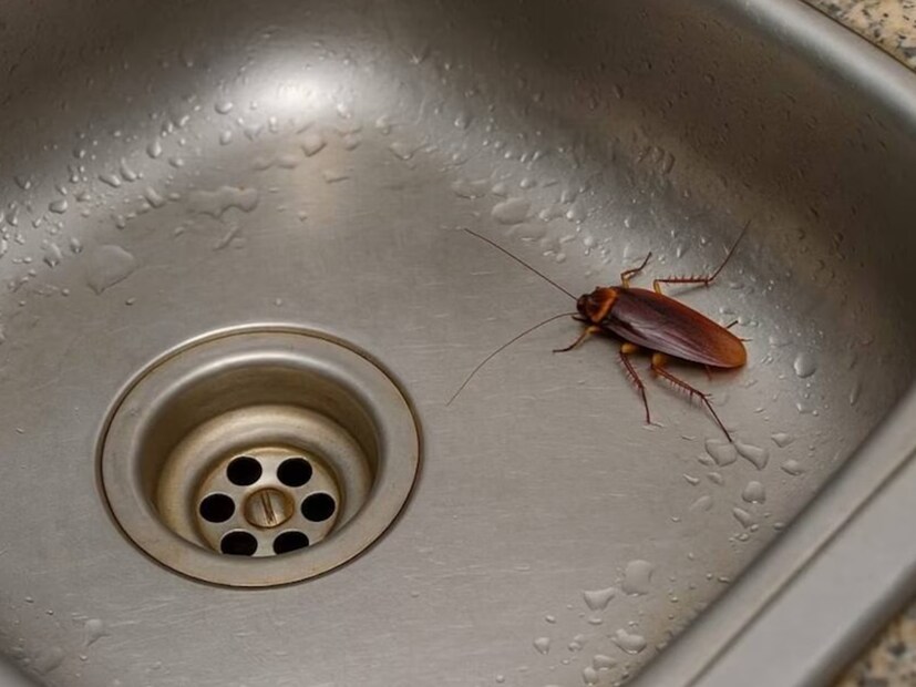 বিশ্বের বৃহত্তম আরশোলা উৎপাদন কেন্দ্রটি চিনের জিচাং-এ অবস্থিত। গুড ডক্টর নামে একটি কোম্পানি আধুনিক AI-নিয়ন্ত্রিত খামার পরিচালনা করে। ২০১৮ সালের প্রতিবেদন অনুসারে, এই খামার প্রতি বছর ৬ বিলিয়ন (৬০০ কোটি) আরশোলা উৎপাদন করে! আন্তর্জাতিক পরিসংখ্যান অনুসারে, ২০৩০ সালের মধ্যে মানুষ ও প্রাণীর খাদ্য হিসেবে আরশোলার বৈশ্বিক বাজার ৮ বিলিয়ন ডলারে (ভারতীয় মুদ্রায় প্রায় ৬৬,০০০ কোটি টাকা) পৌঁছাবে বলে আশা করা হচ্ছে। (Disclaimer: প্রতিবেদনের লেখা তথ্য News18 বাংলার নিজস্ব মত নয় ৷ সঠিক ফল পাওয়ার জন্য বিশেষজ্ঞের সঙ্গে যোগাযোগ করুন ৷ )