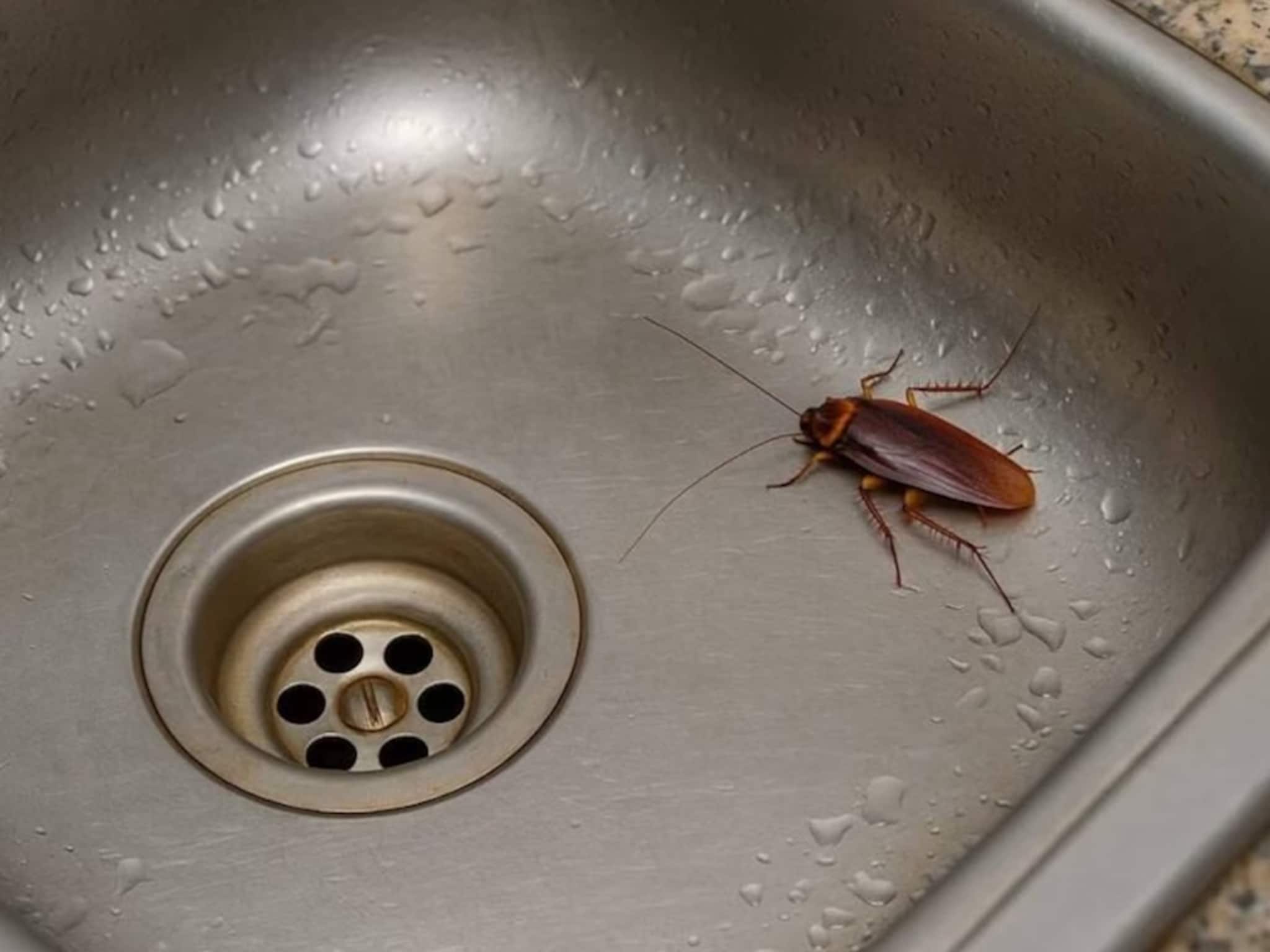 Cockroaches: বাড়িতে আরশোলা থাকলে সুখবর ! আপনি কি জানেন ১ কেজি আরশোলার দাম কত? ভাবতেও পারবেন না অঙ্কটা