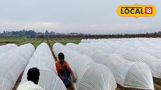 ত্রিপল ঢাকা দিয়ে ফসল রক্ষার চেষ্টা।