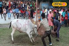 গরু-মানুষের অসম লড়াই! গরুখুঁটা উৎসবের আসল কাহিনি জানলে চমকে যাবেন